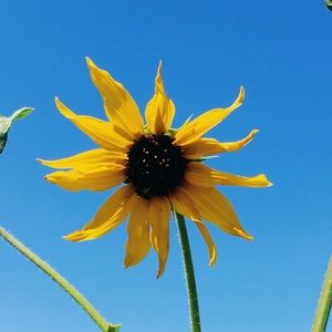 Meet your Posher, Stella